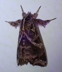 Callopistria floridensis