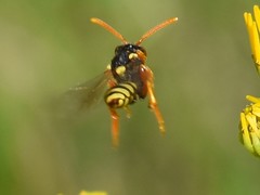 Nomada fucata