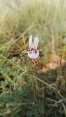 Pelargonium dolomiticum