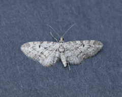 Eupithecia interruptofasciata