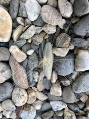 Hordeum jubatum