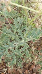 Pelargonium dolomiticum