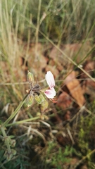 Pelargonium dolomiticum