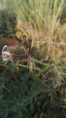 Pelargonium dolomiticum