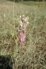 Allium praescissum