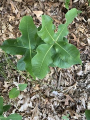 Asclepias amplexicaulis