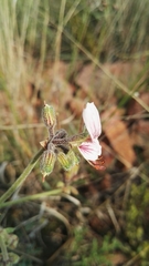 Pelargonium dolomiticum