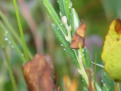 Philedone gerningana