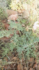 Pelargonium dolomiticum