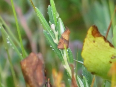 Philedone gerningana