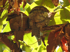 Batrachostomus moniliger