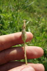 Scorzonera parviflora