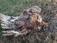 Bubo virginianus virginianus