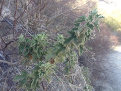 Passiflora arizonica