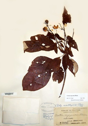 Croton argyratus