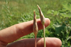 Scorzonera parviflora