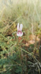 Pelargonium dolomiticum