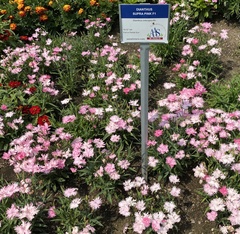 Dianthus caryophyllus