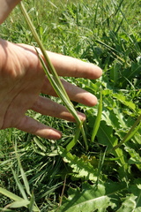 Scorzonera parviflora