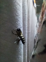 Apis dorsata breviligula