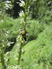 Etorofus obliteratus