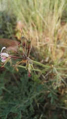 Pelargonium dolomiticum