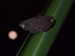 Adrapsa quadrilinealis