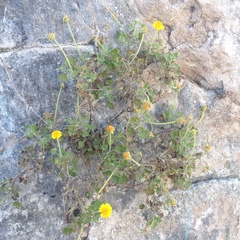 Perityle crassifolia