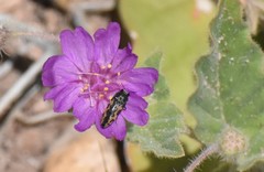 Acmaeodera parkeri