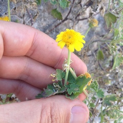 Perityle crassifolia