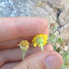 Perityle crassifolia