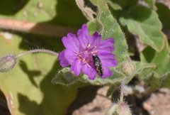 Acmaeodera parkeri