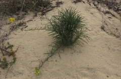 Erysimum suffrutescens