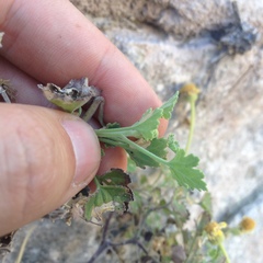 Perityle crassifolia