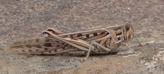 Schistocerca gregaria flaviventris