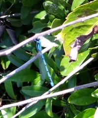 Enallagma doubledayi