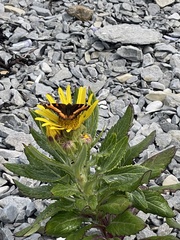 Senecio pseudoarnica