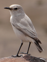 Emarginata tractrac