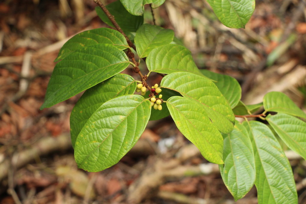 Bridelia pustulata