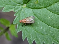 Minettia inusta