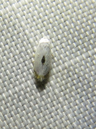 Opostegidae