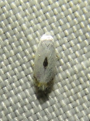 Opostegidae