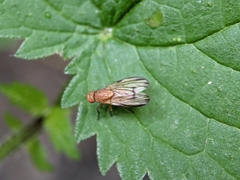 Minettia inusta