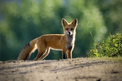 Vulpes vulpes