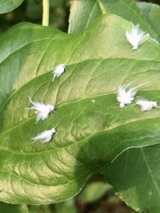 Neoprociphilus aceris