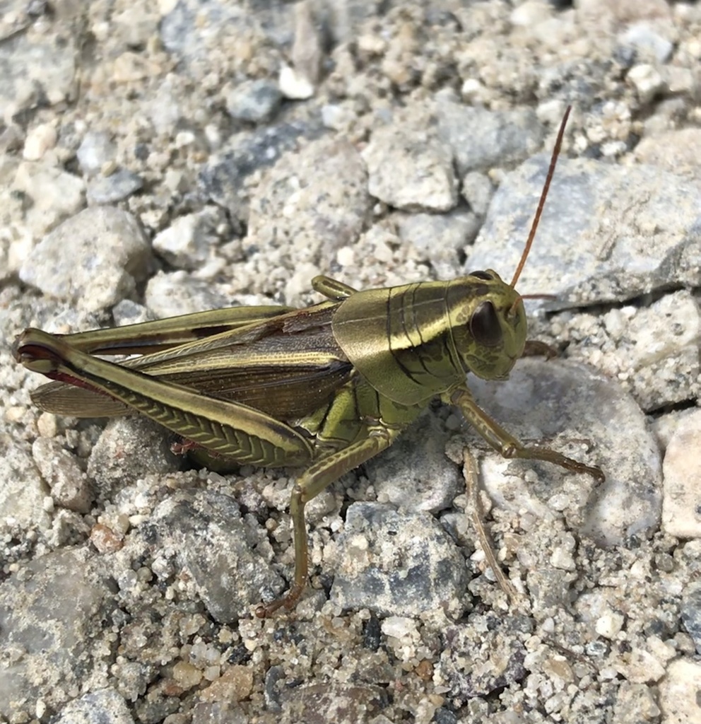 Two-striped grasshopper (Melanoplus bivittatus)
