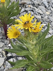 Senecio pseudoarnica
