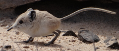 Macroscelides flavicaudatus