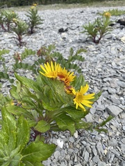 Senecio pseudoarnica