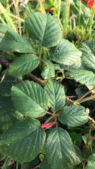 Rubus hochstetterorum
